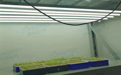 UV紫外線照射實(shí)驗(yàn)：植物如何應(yīng)對自然環(huán)境中的紫外線威脅？